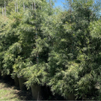 Podocarpus gracilior