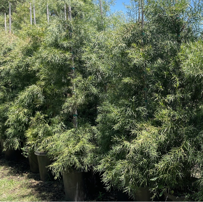 Podocarpus gracilior