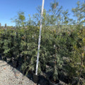 Podocarpus gracilior