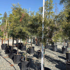 Podocarpus gracilior