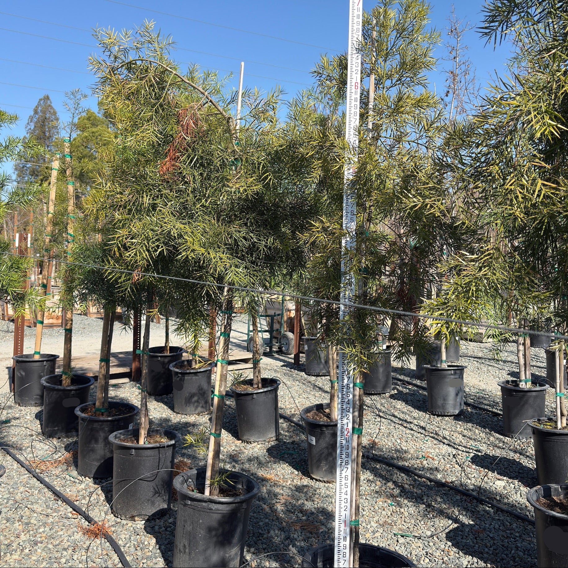 Podocarpus gracilior