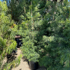 Podocarpus gracilior