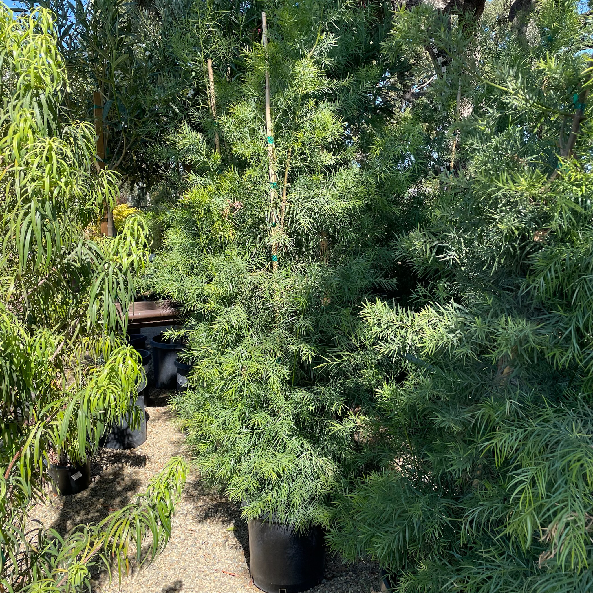Podocarpus gracilior