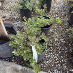 Point Reyes Bearberry