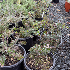 Point Reyes Bearberry