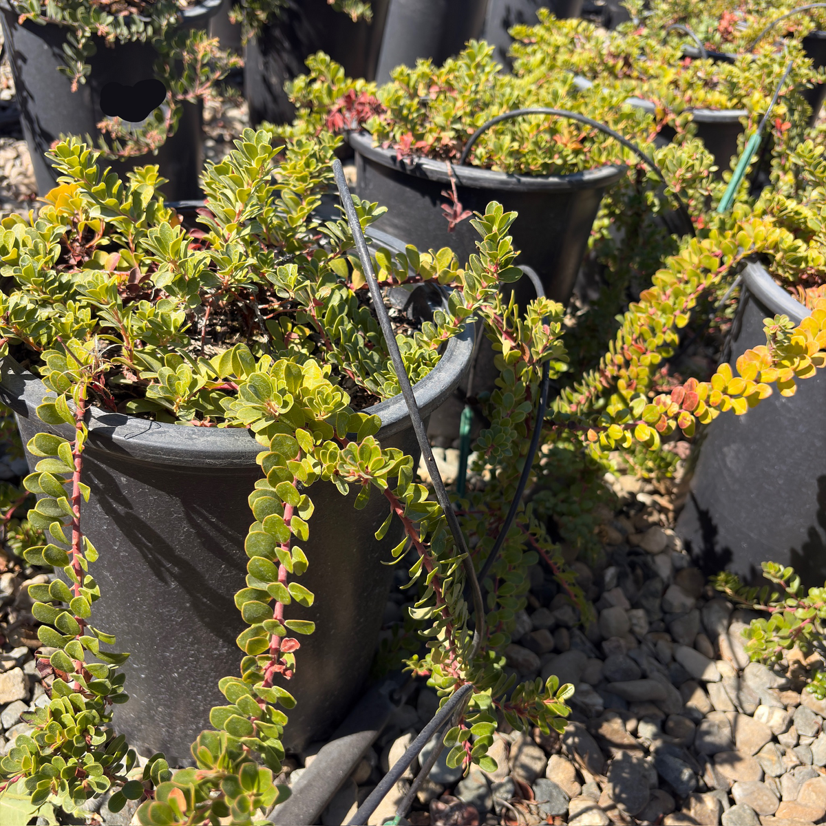 Point Reyes Bearberry