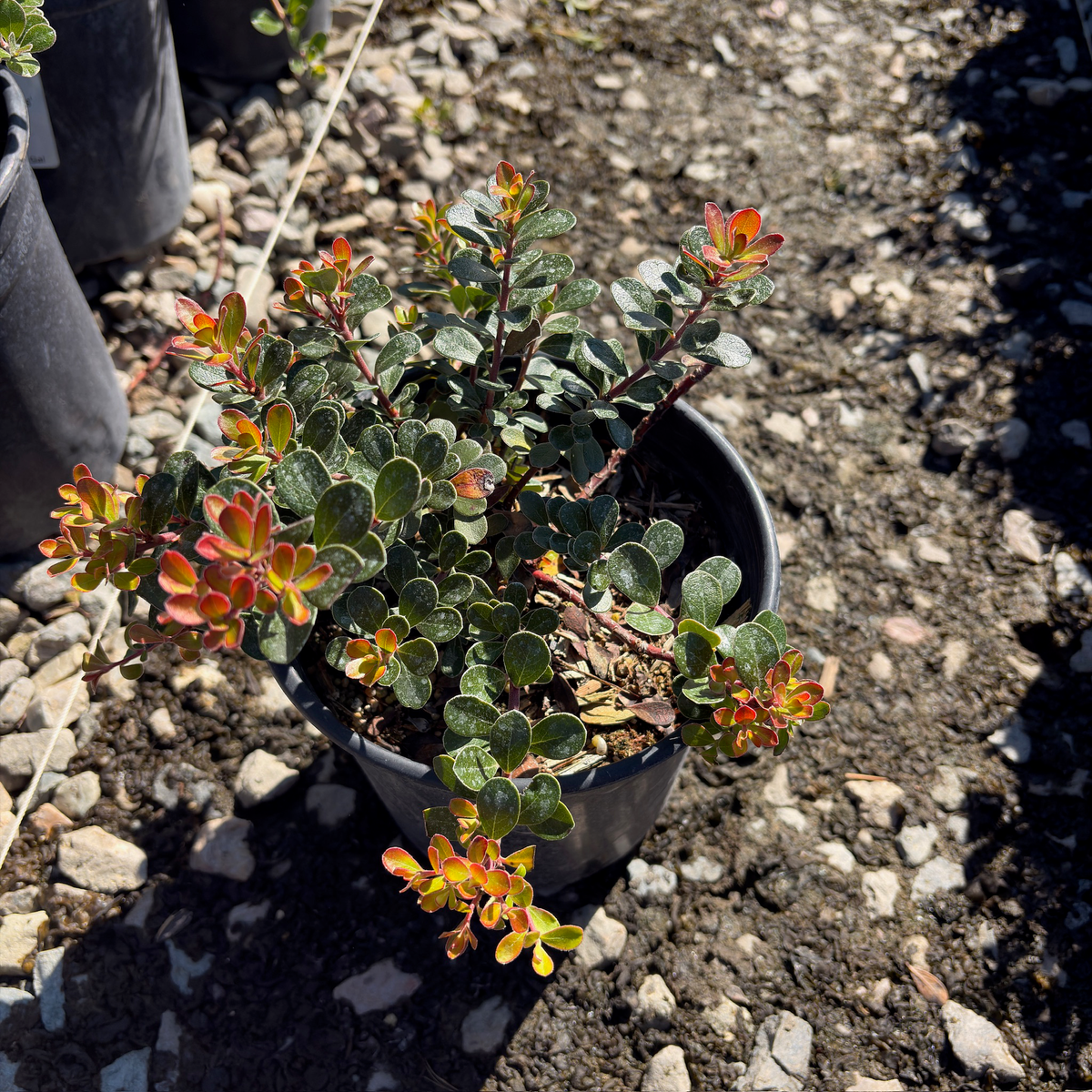 Point Reyes Bearberry