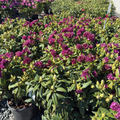 Polar Night Rhododendron