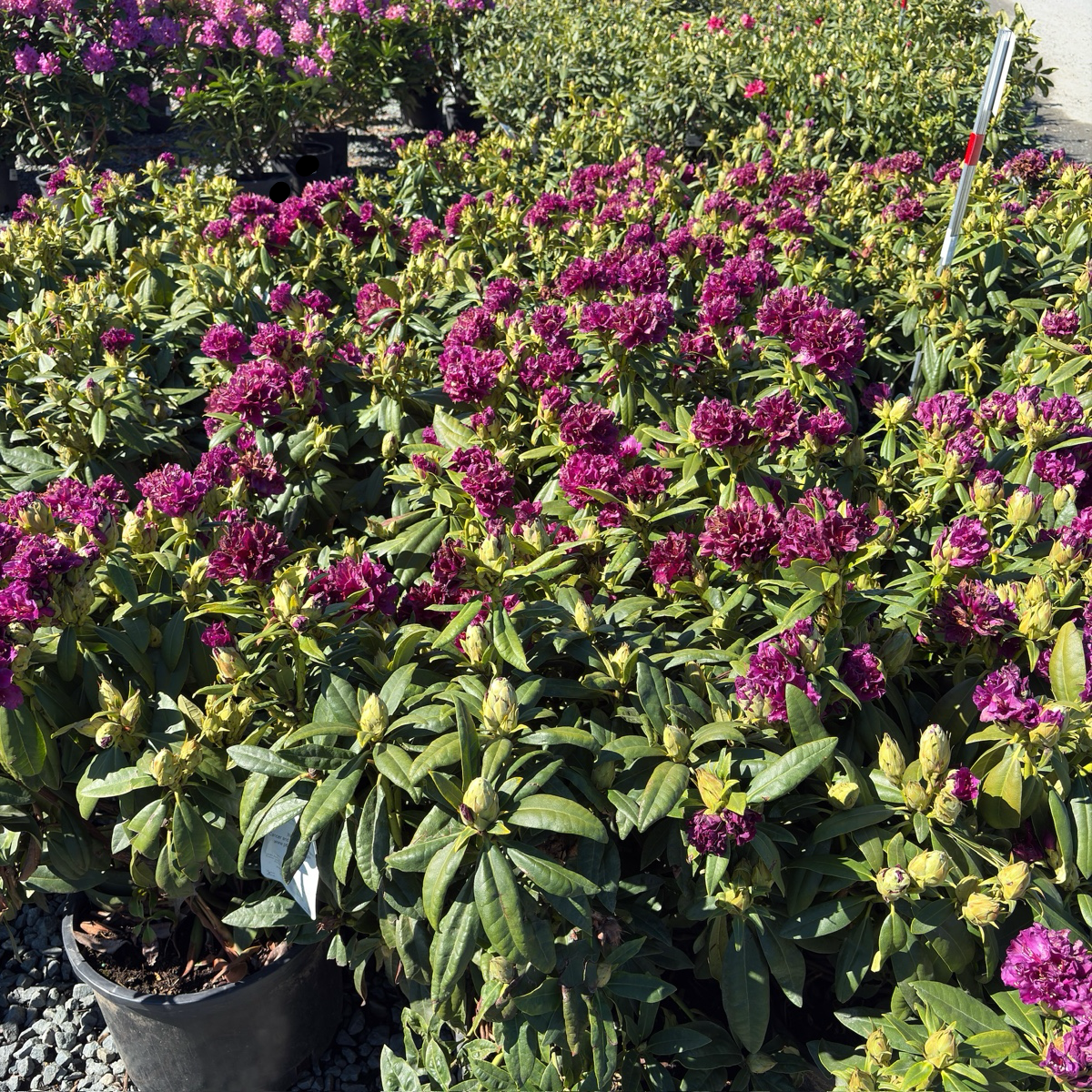 Polar Night Rhododendron
