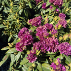 Polar Night Rhododendron