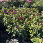 Polar Night Rhododendron