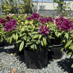 Polar Night Rhododendron