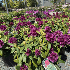 Polar Night Rhododendron