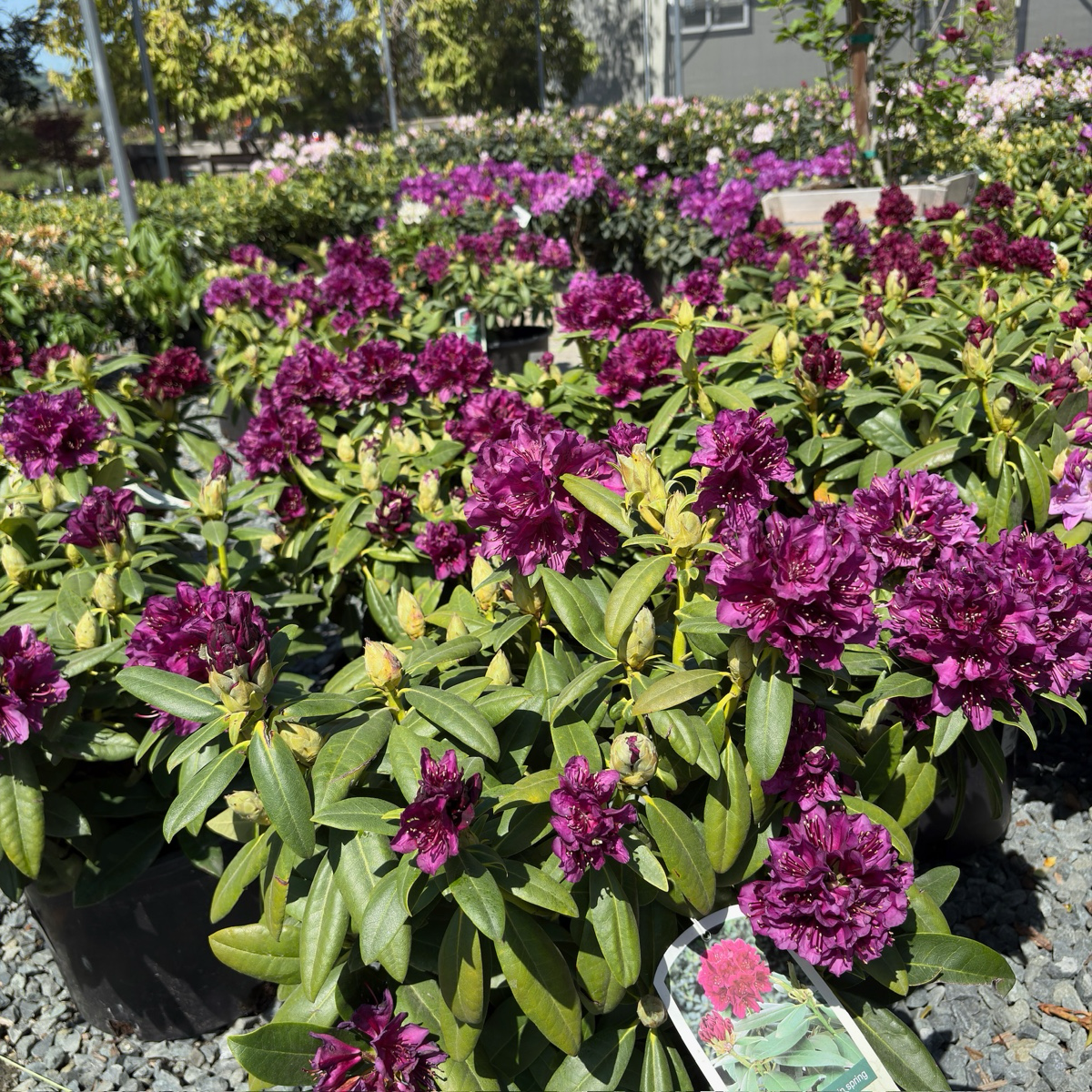 Polar Night Rhododendron