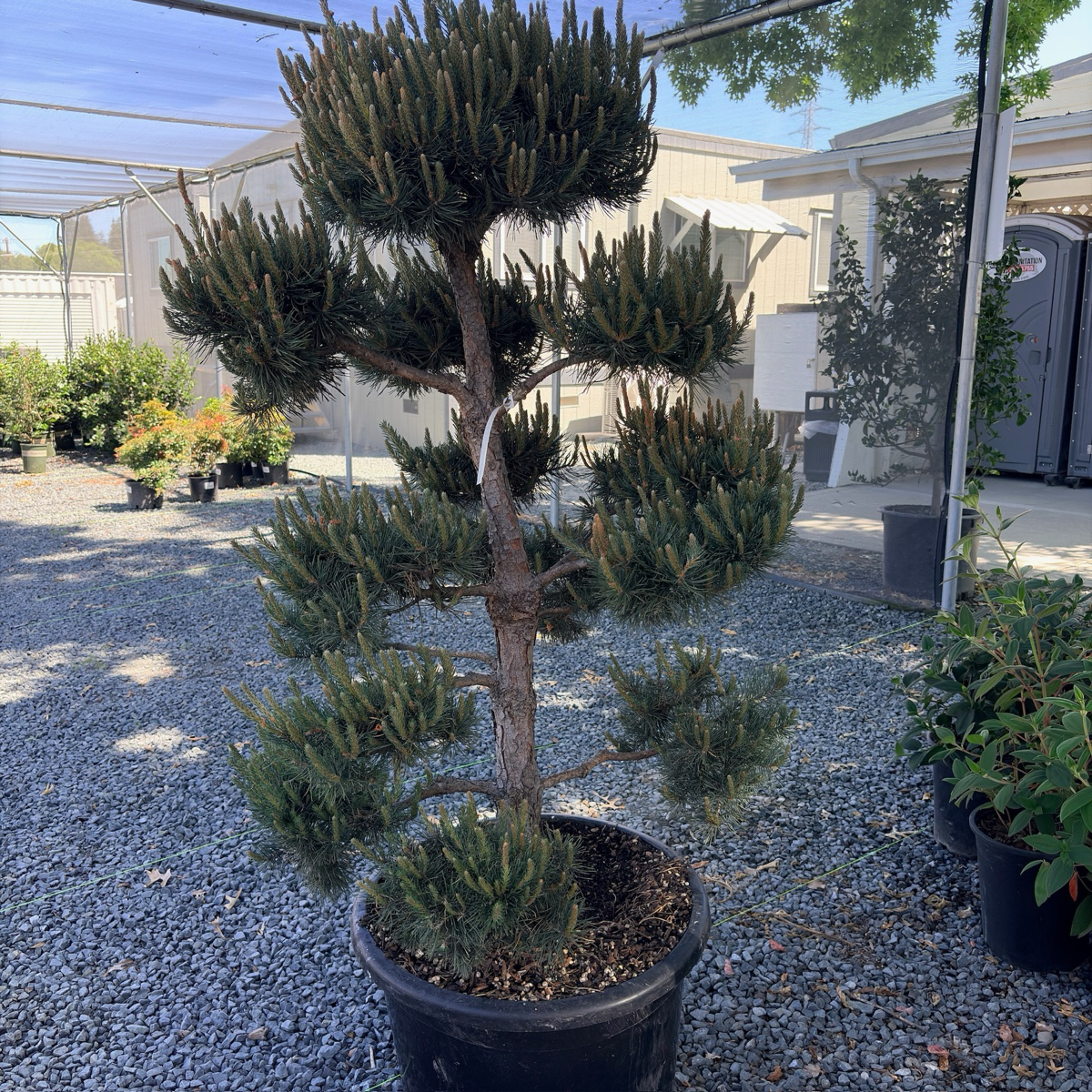 Pom Pom Scotch Pine