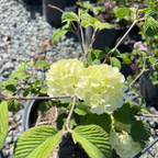 Popcorn Japanese Snowball