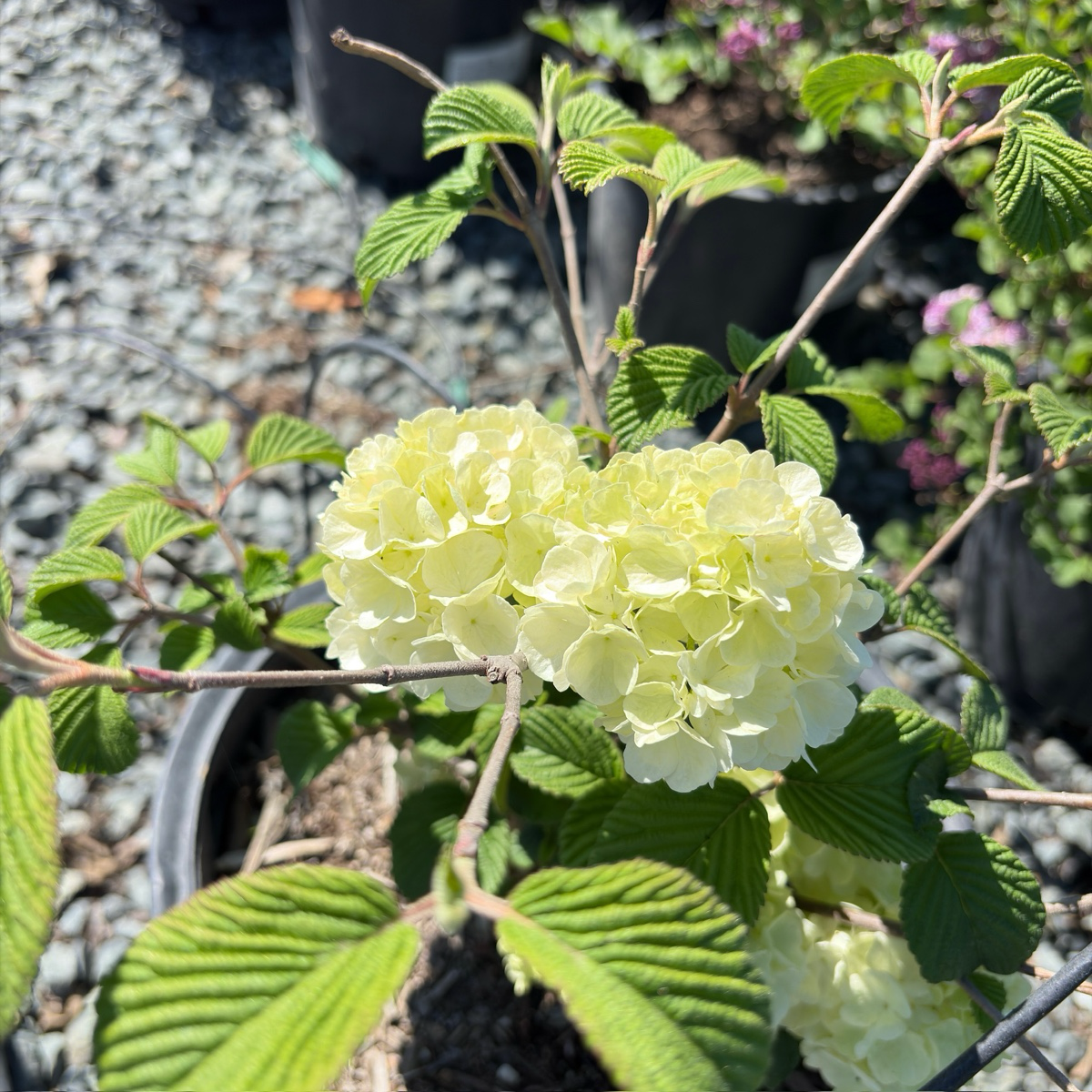 Popcorn Japanese Snowball
