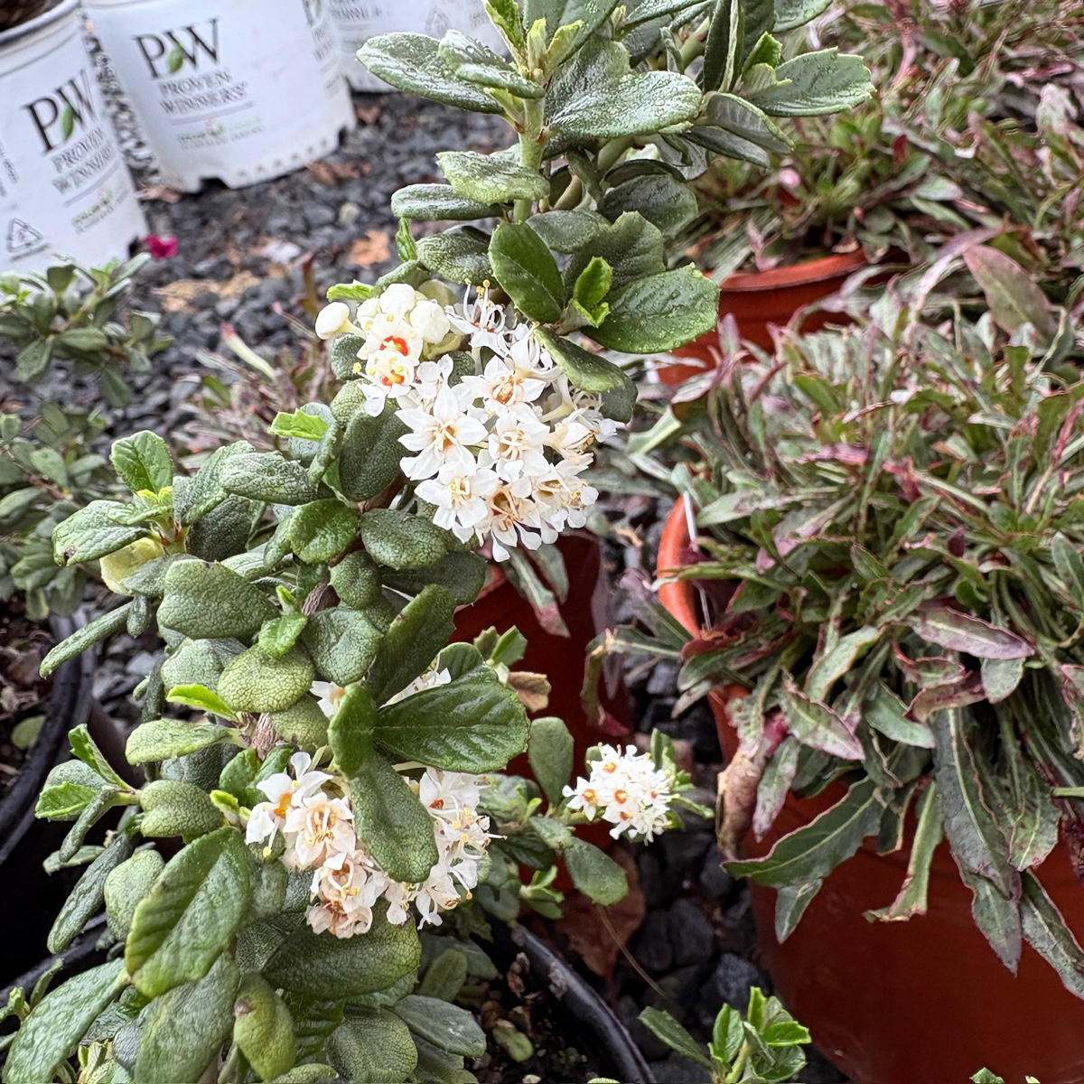 Popcorn Maritime California Lilac