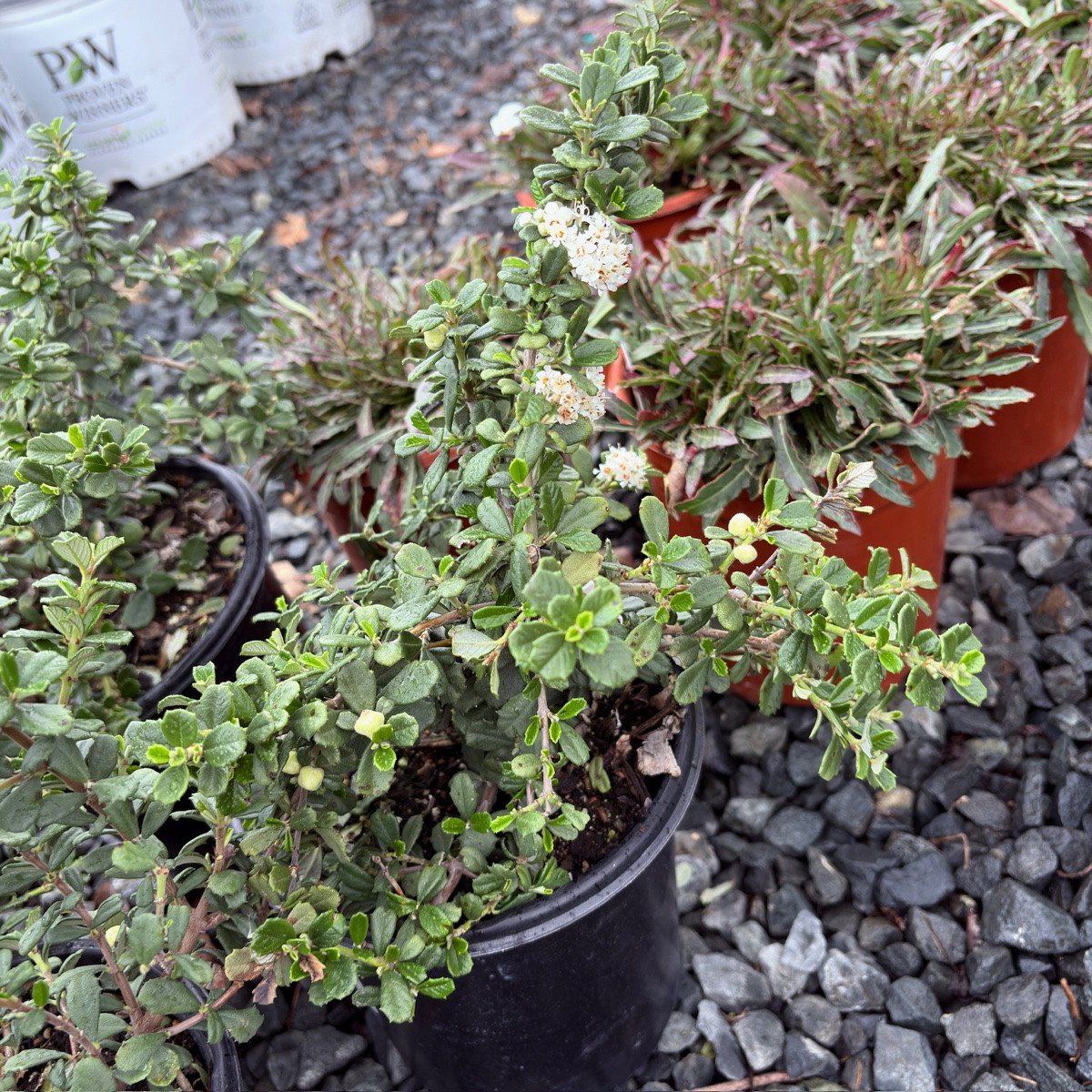 Popcorn Maritime California Lilac