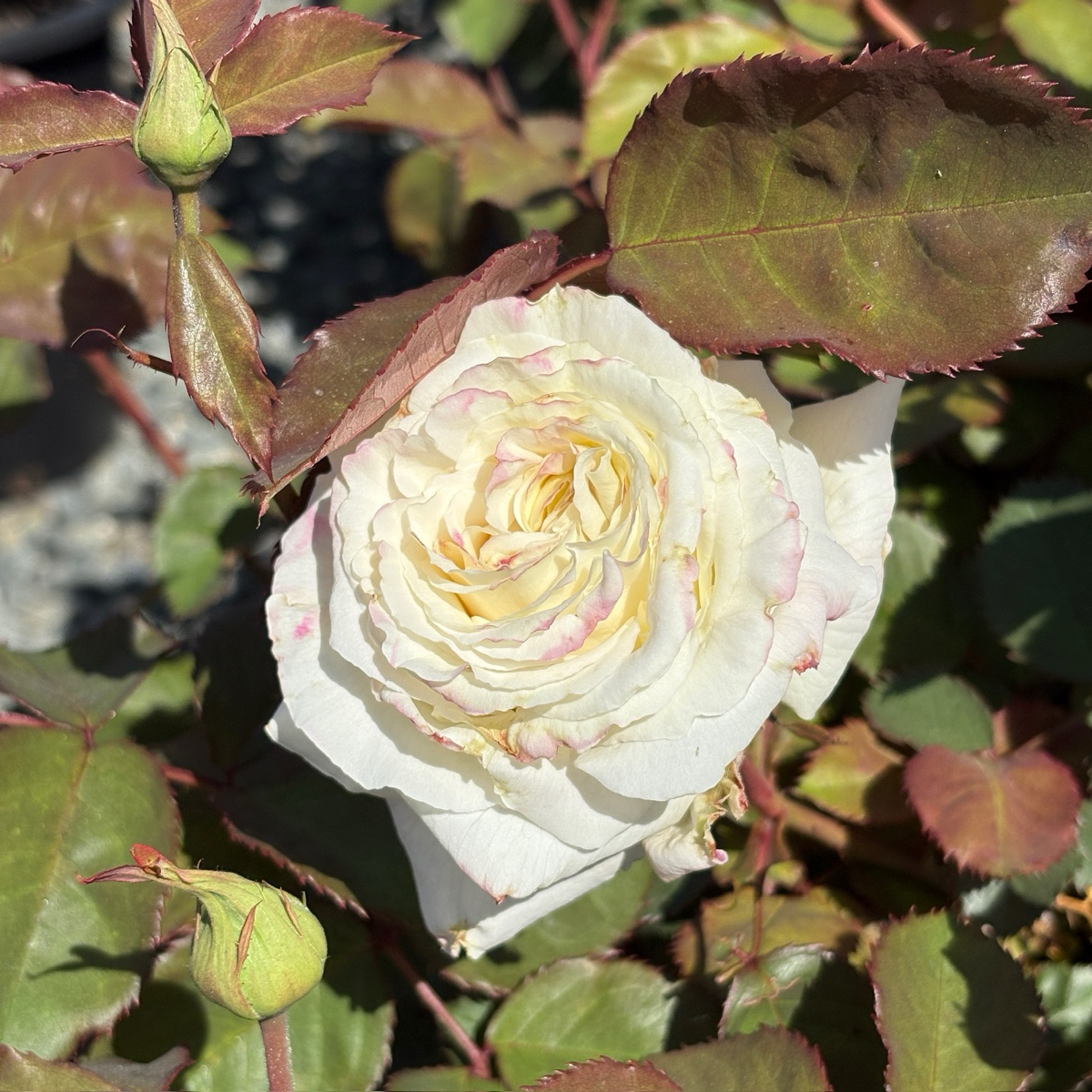 Pope John Paul II Hybrid Tea Rose