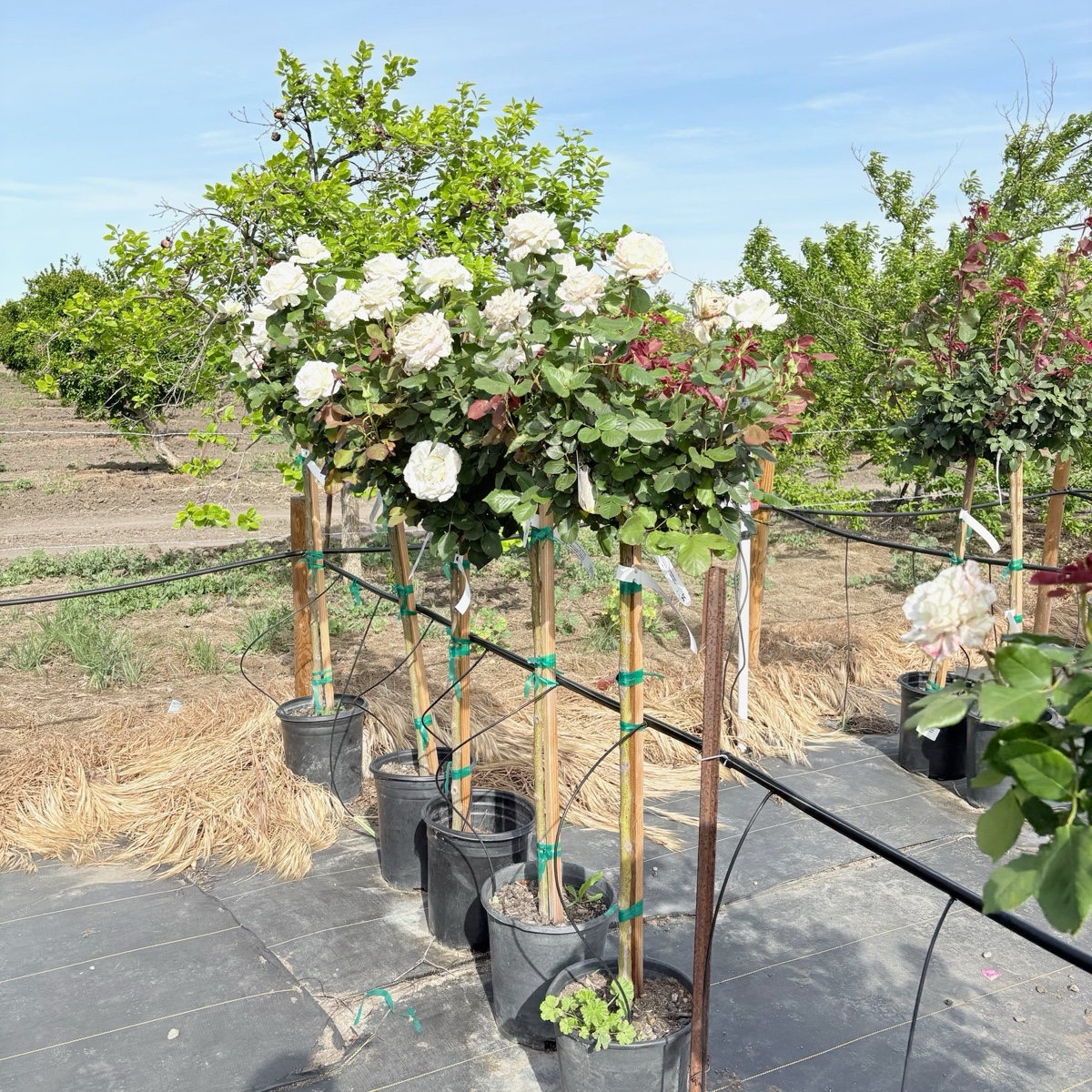 Pope John Paul II Hybrid Tea Rose