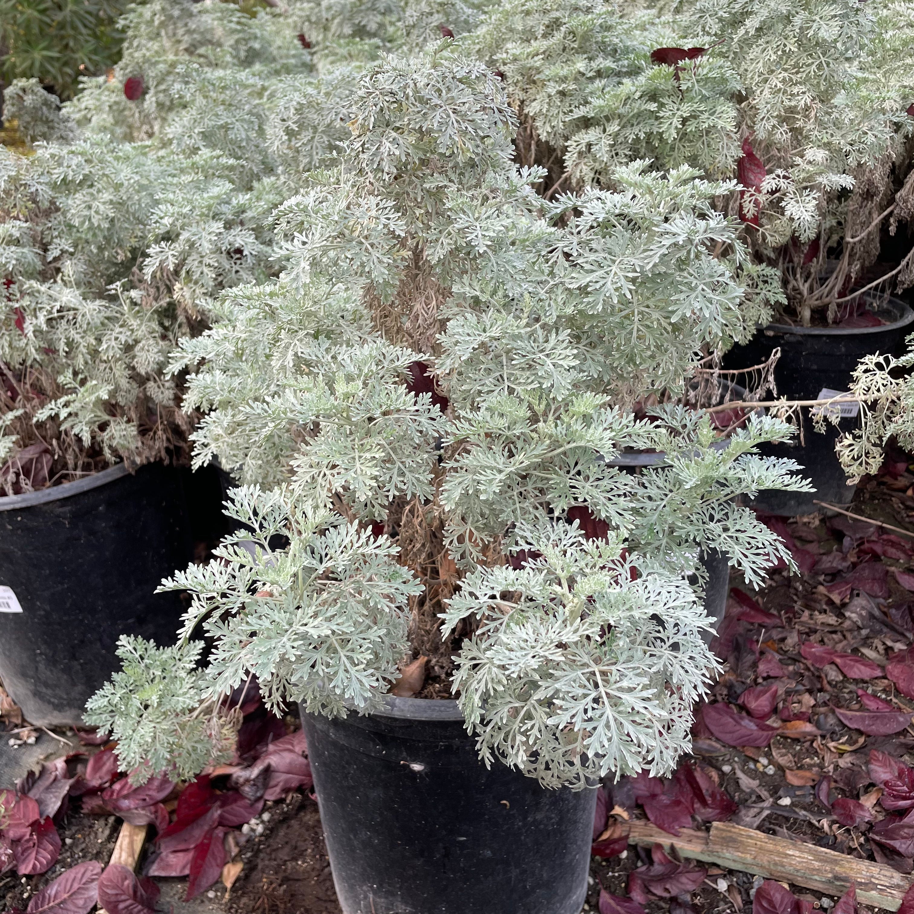 Powis Castle Wormwood