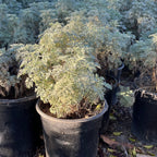 Powis Castle Wormwood