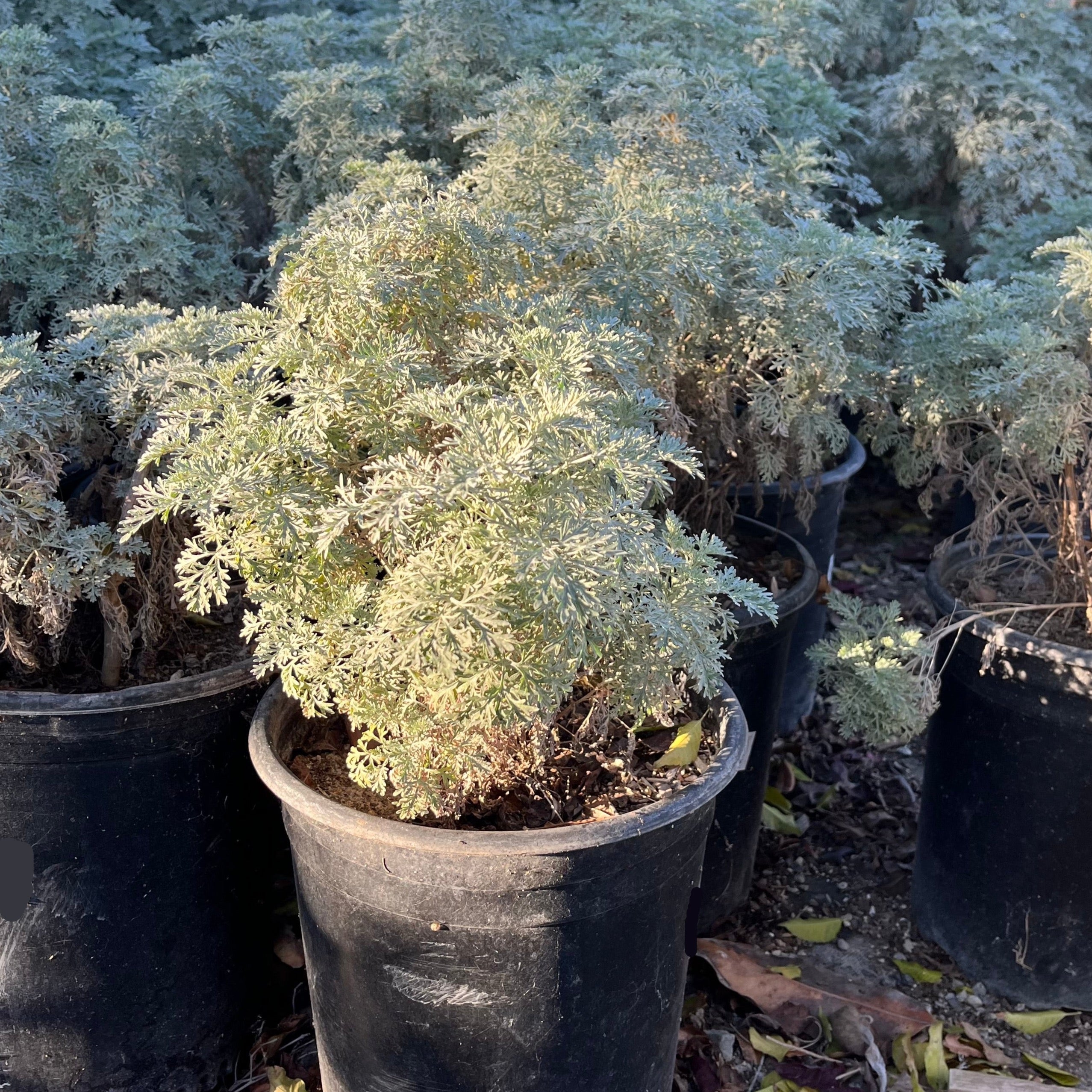 Powis Castle Wormwood