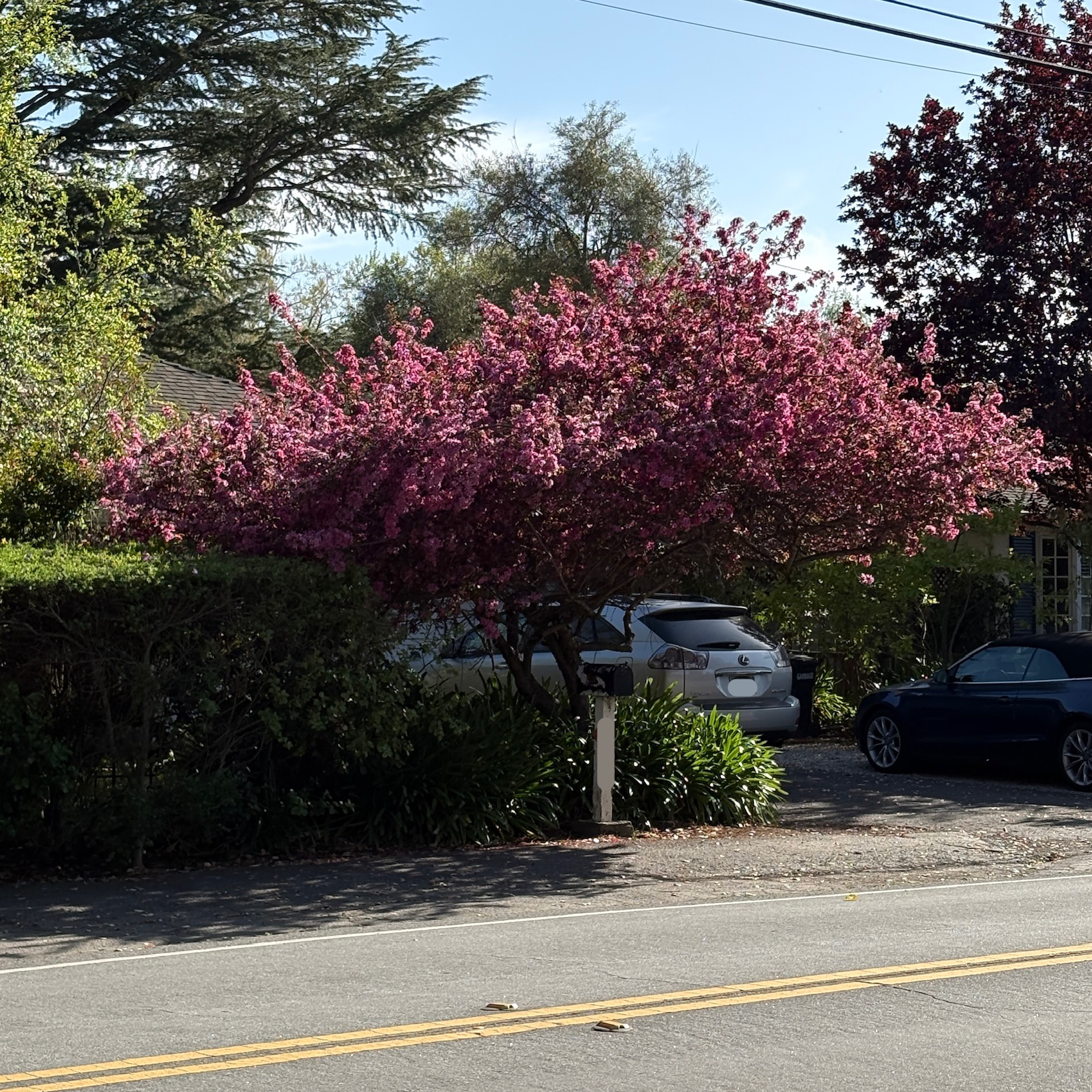 Prairifire Flowering Crabapple