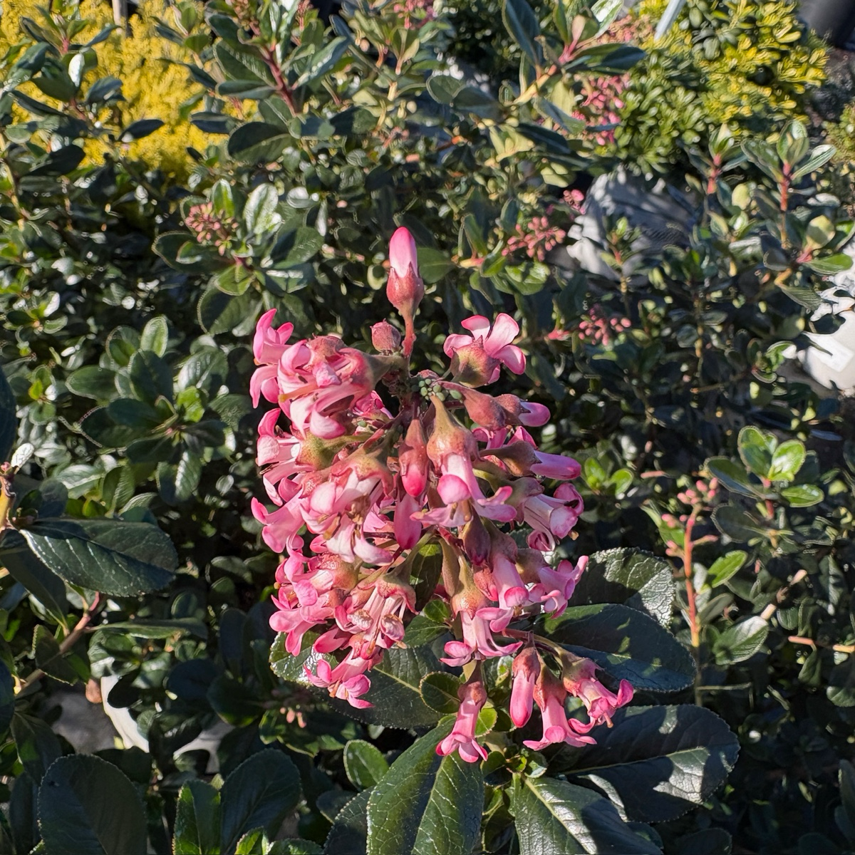 Pretty Princess Escallonia