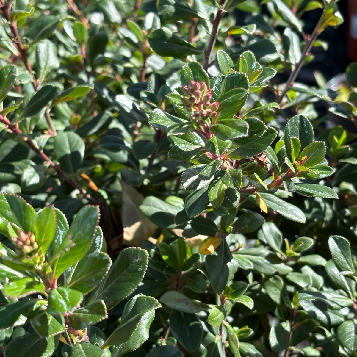 Pretty Princess Escallonia