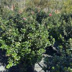 Pretty Princess Escallonia