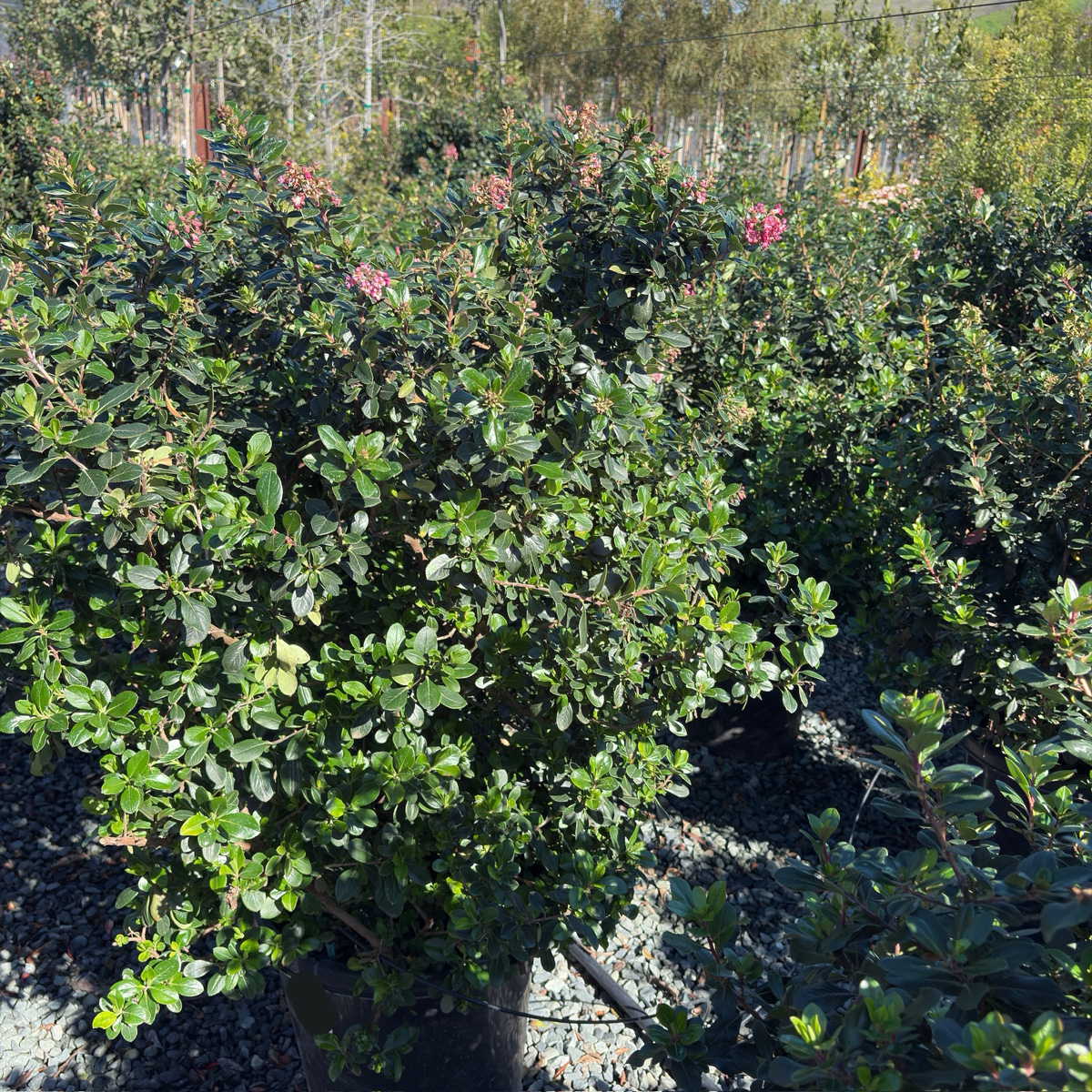 Pretty Princess Escallonia