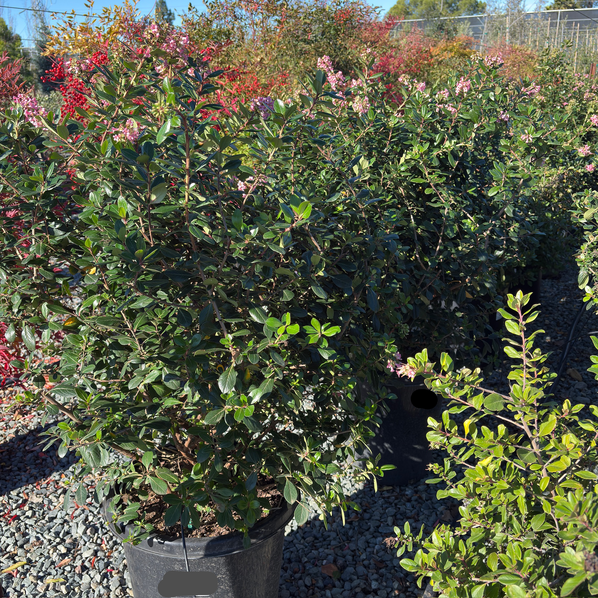 Pretty Princess Escallonia
