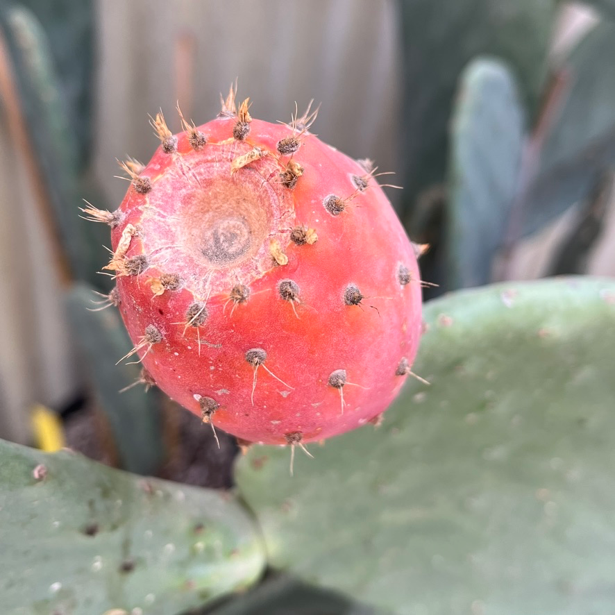 Prickly Pear Cactus
