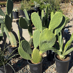 Prickly Pear Cactus