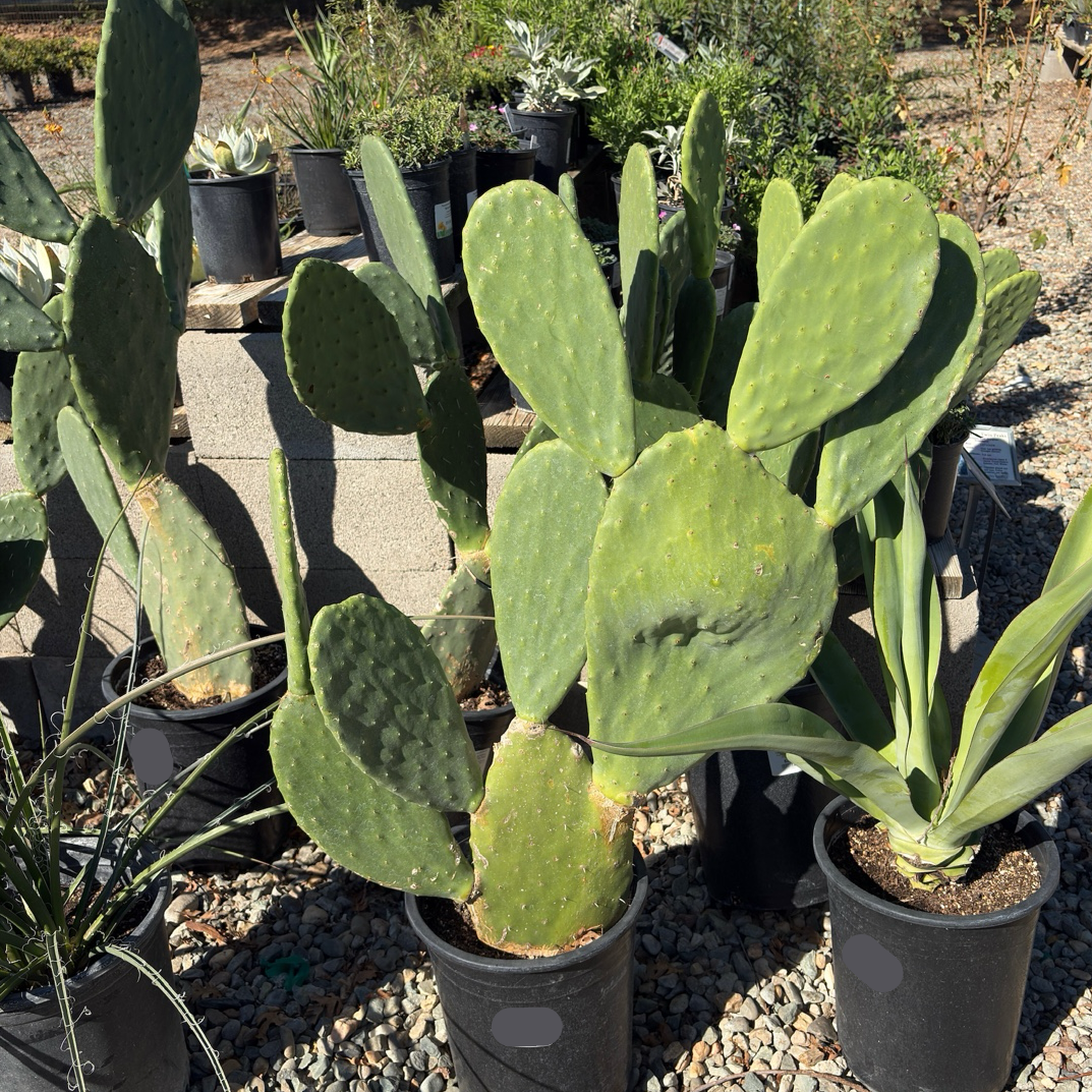 Prickly Pear Cactus