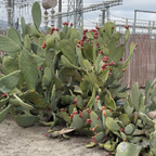 Prickly Pear Cactus