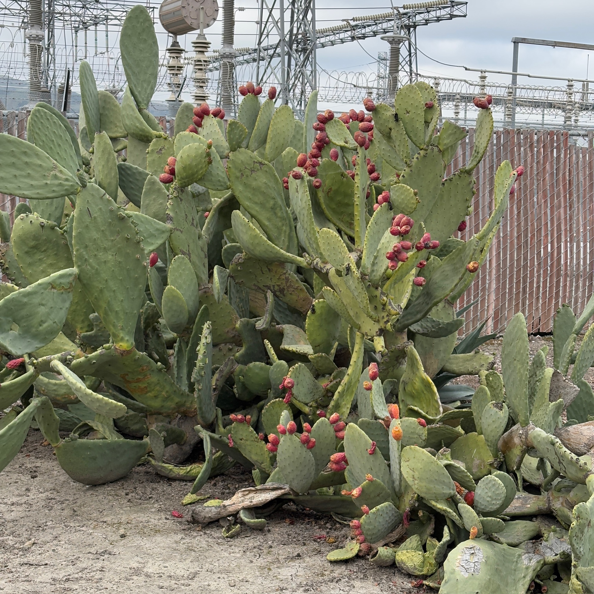 Prickly Pear Cactus