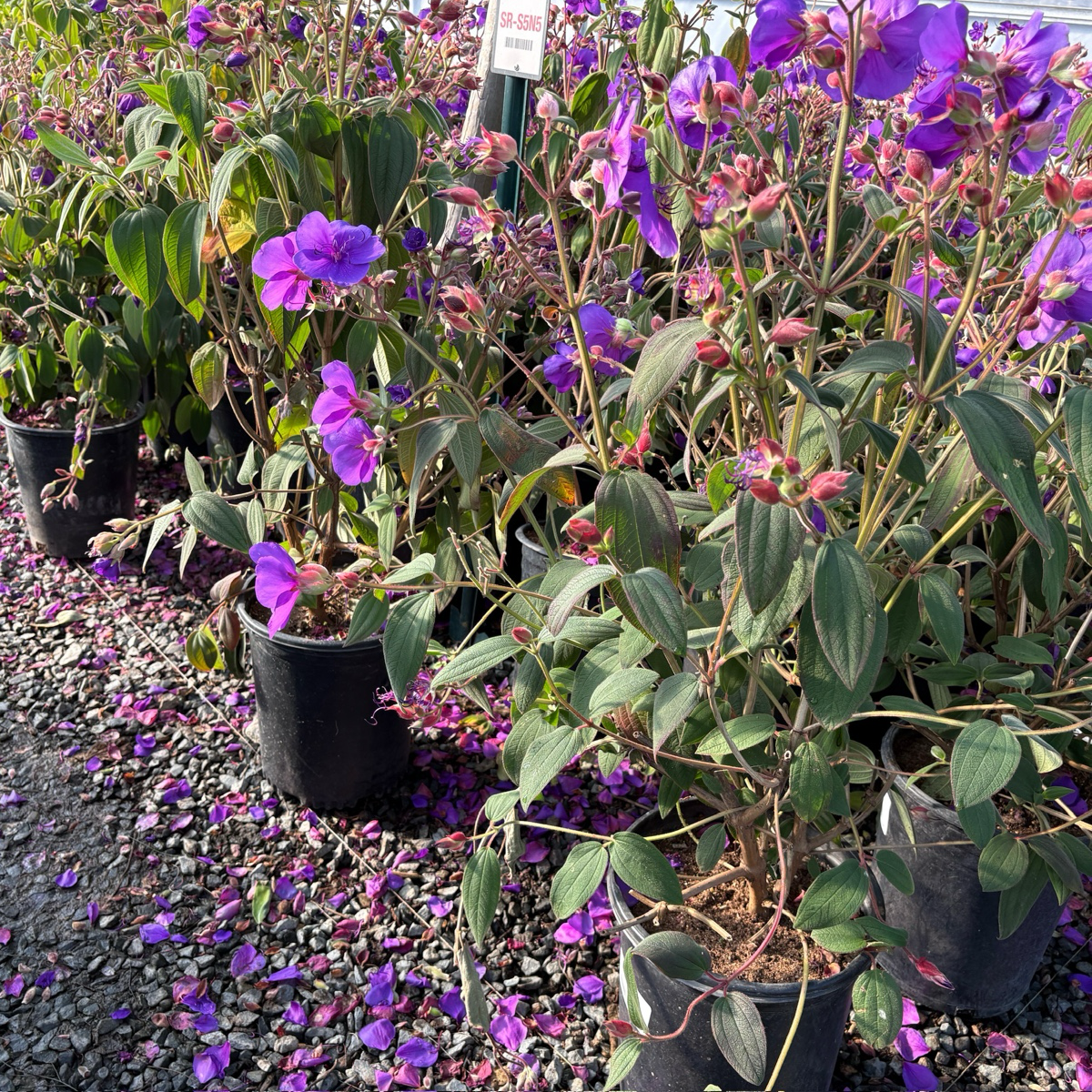 Princess Flower