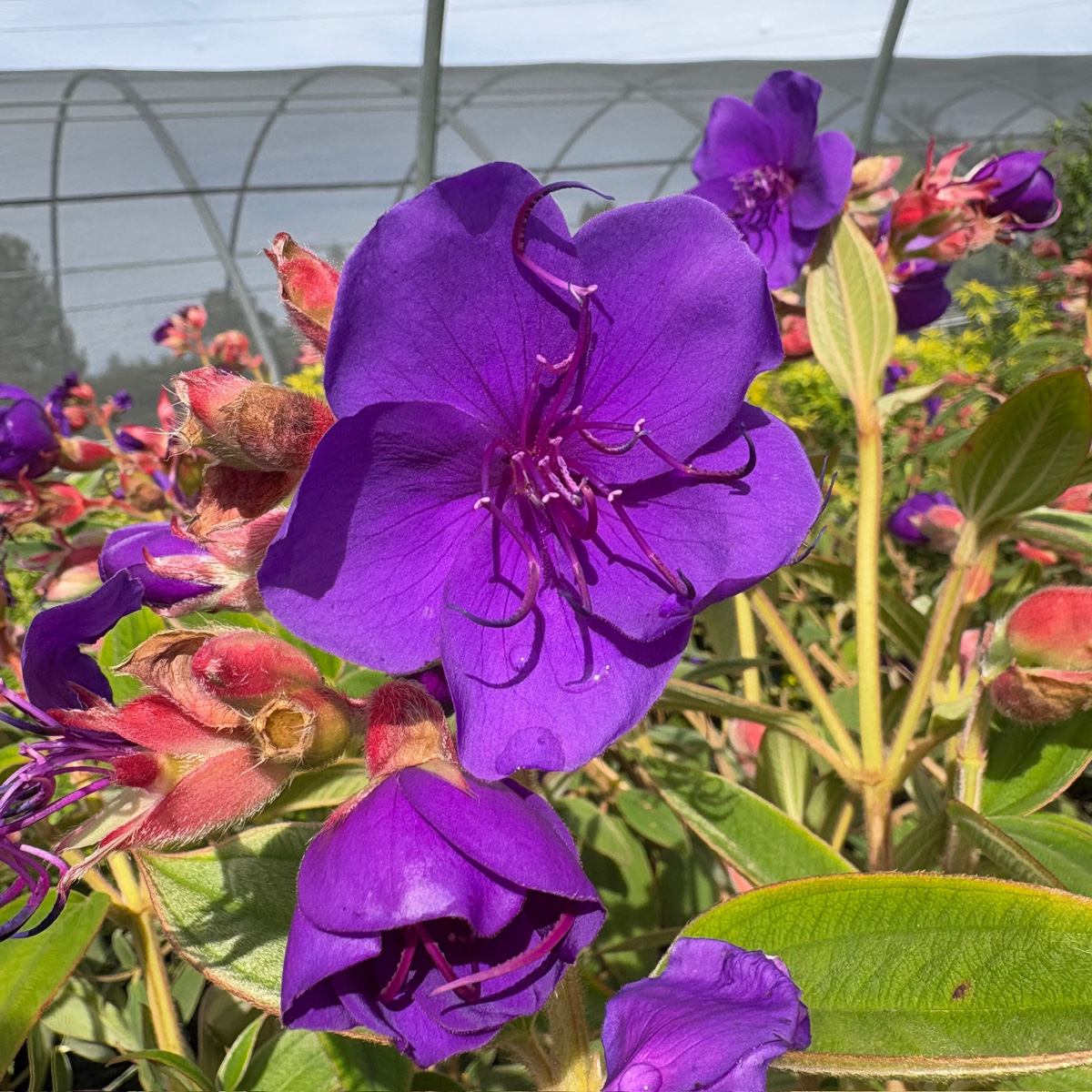 Princess Flower