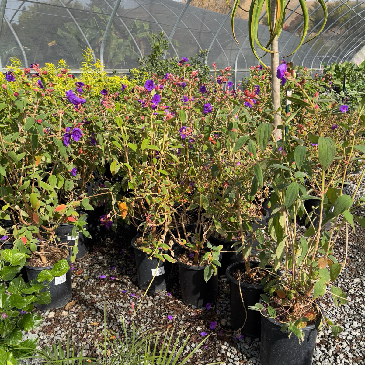 Princess Flower