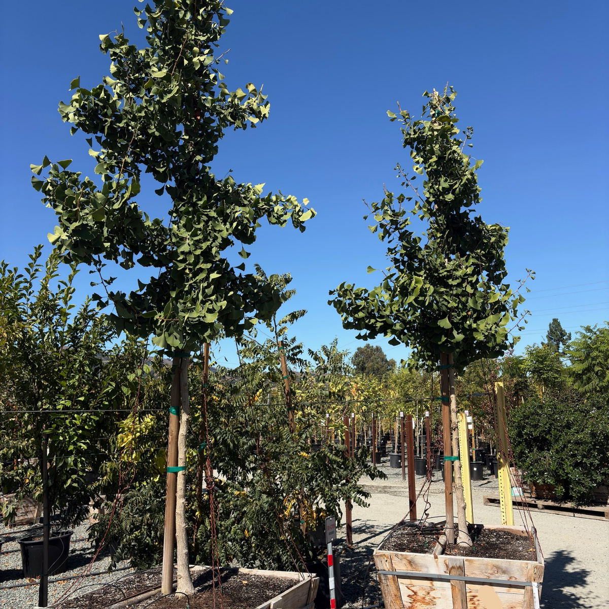 Princeton Sentry Ginkgo