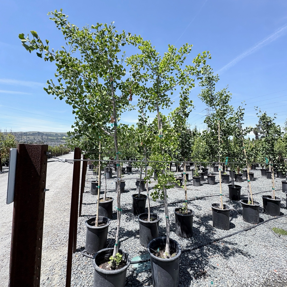 Princeton Sentry Ginkgo