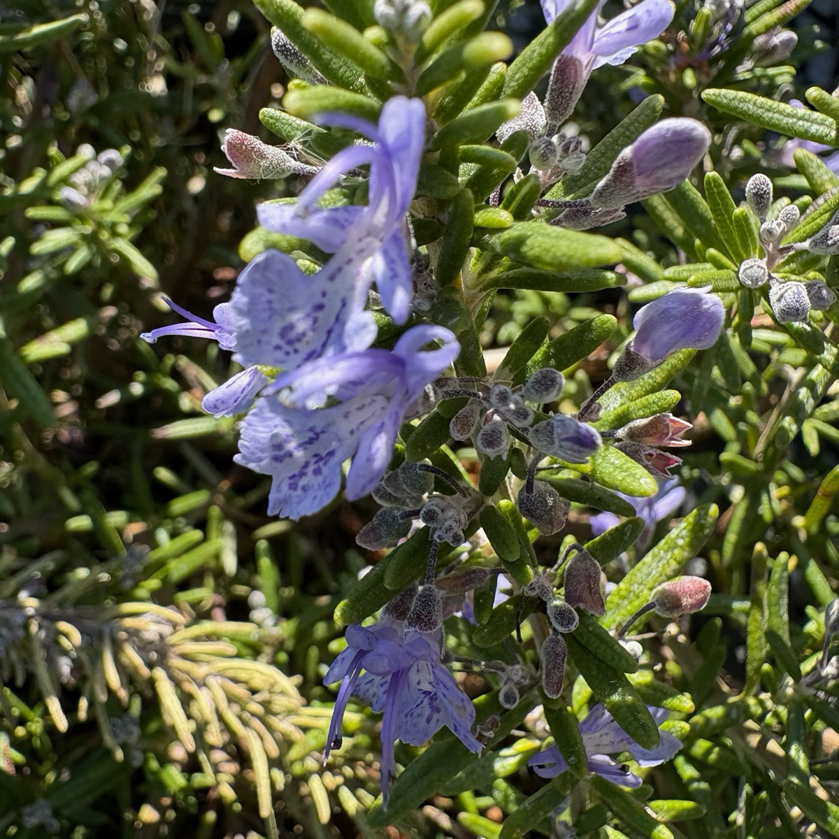 Close-up of a Creeping Rosemary plant with purple flowers and green leaves.