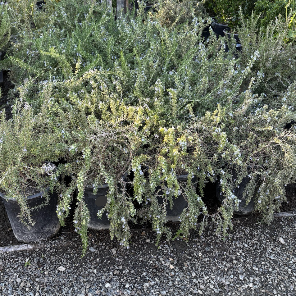 Row of potted Rosmarinus officinalis ‘Prostratus’ plants in a garden setting