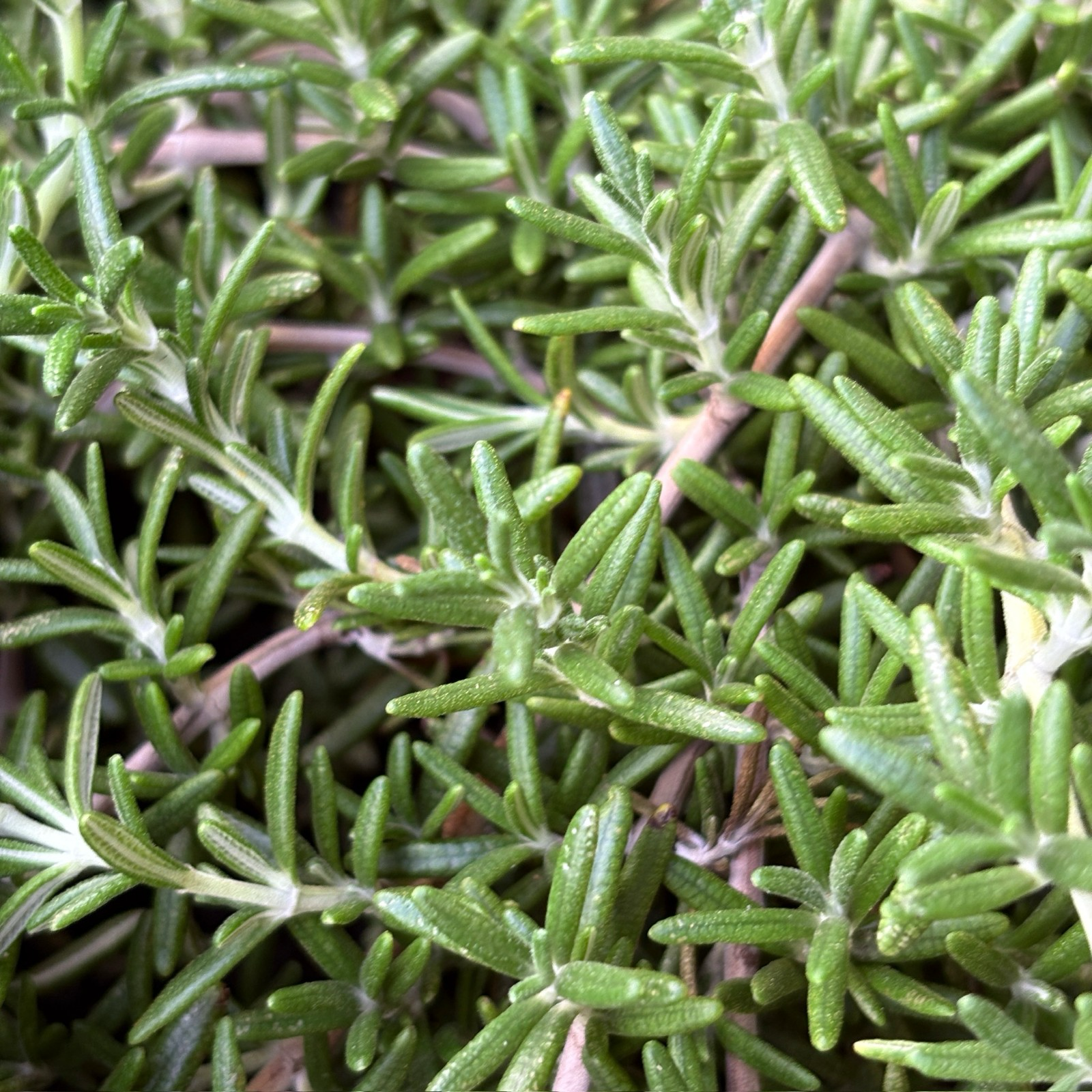 Close-up of Rosmarinus officinalis ‘Prostratus’ leaves