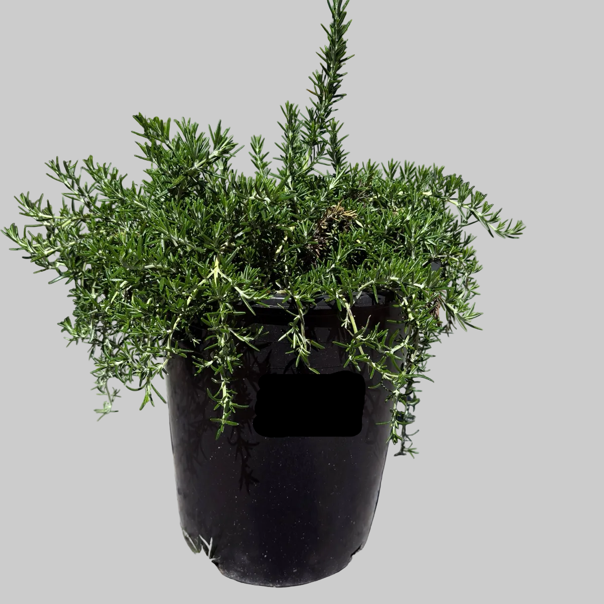 Potted Rosmarinus officinalis ‘Prostratus’ plant in a black pot with a label on a gravel surface