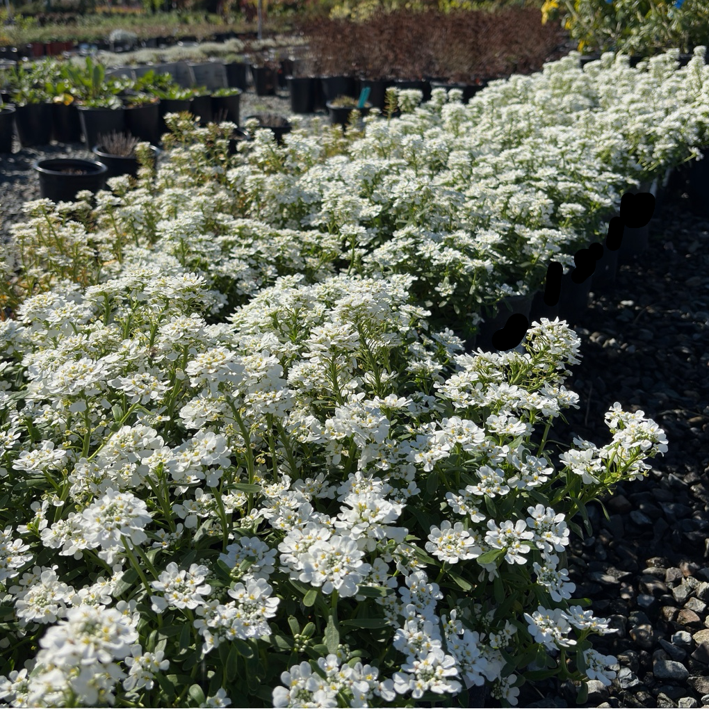 Purity Evergreen Candytuft