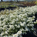 Purity Evergreen Candytuft